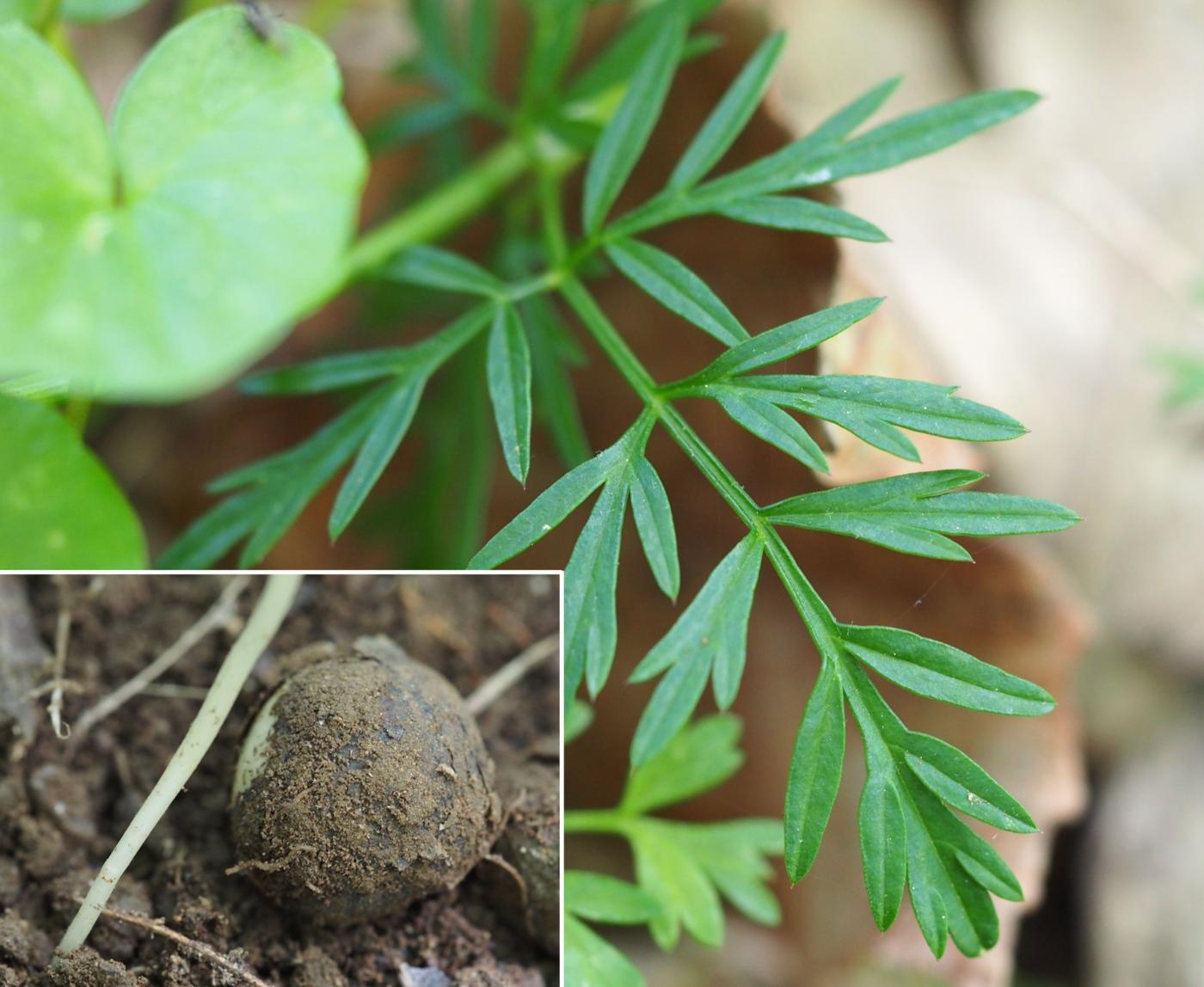 Pignut, Great leaf